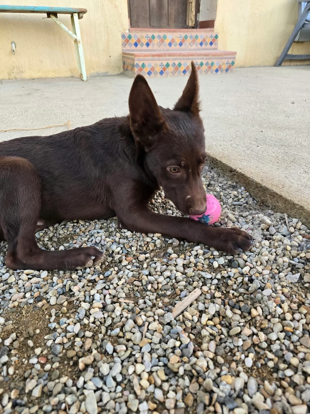 Floris, male puppy Mixed Breed for adoption at Stichting Puppy Rescue Team