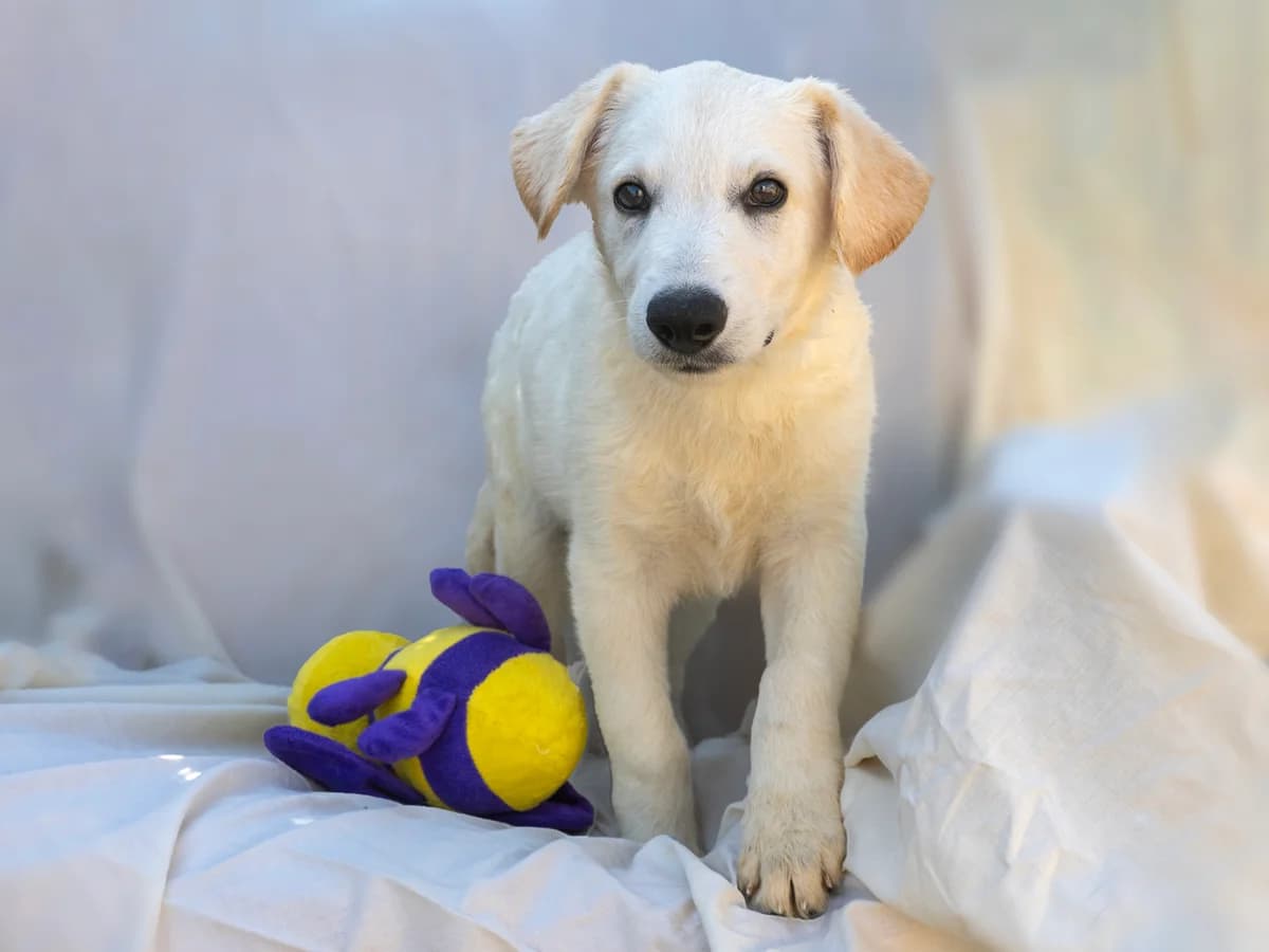Jordi, male puppy Mixed Breed for adoption at Stichting Puppy Rescue Team