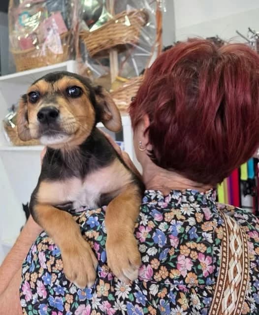 Lary, male Mixed Breed for adoption at Stichting Puppy Rescue Team