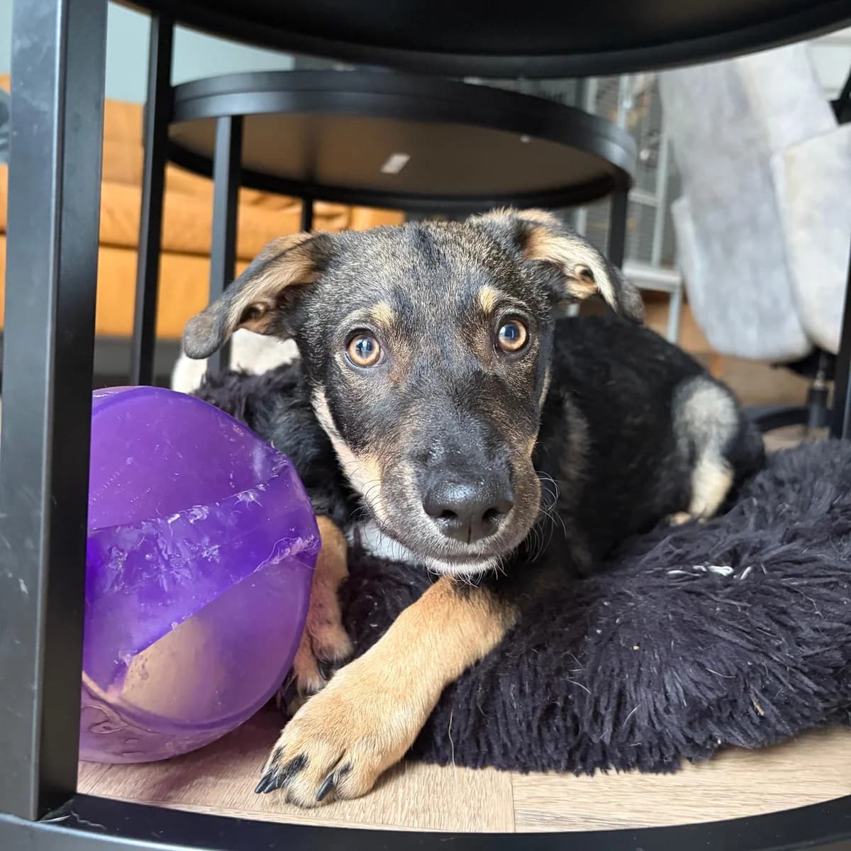 Mila, female puppy Mixed Breed for adoption at Stichting Puppy Rescue Team
