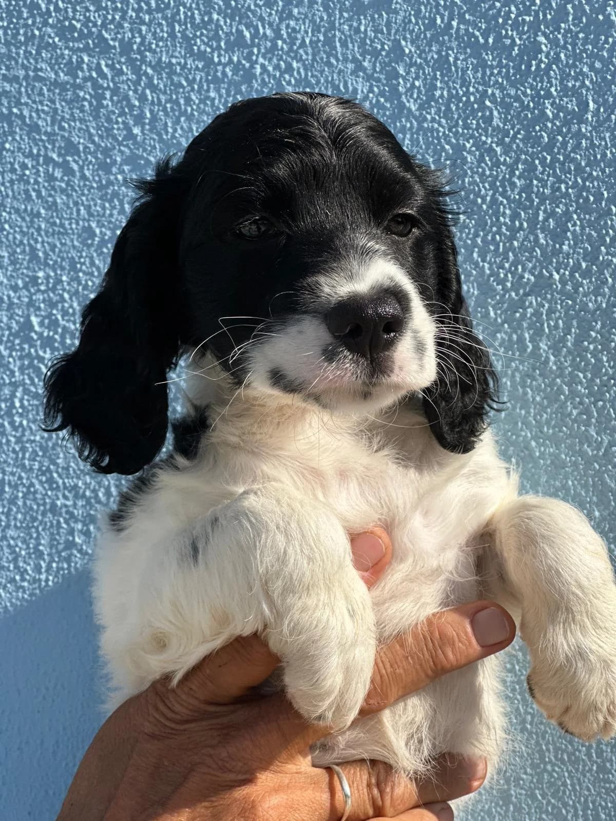 Noortje, female Mixed Breed for adoption at Stichting Puppy Rescue Team