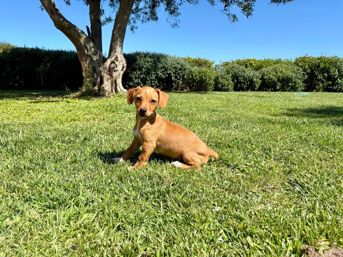 Saartje, female puppy Mixed Breed for adoption at Stichting Puppy Rescue Team