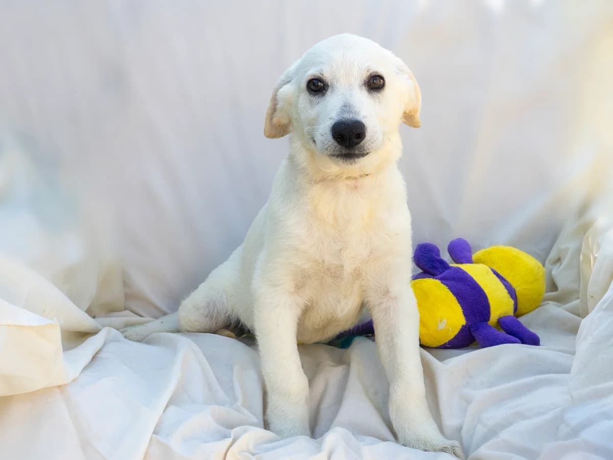 Sergio, male puppy Mixed Breed for adoption at Stichting Puppy Rescue Team