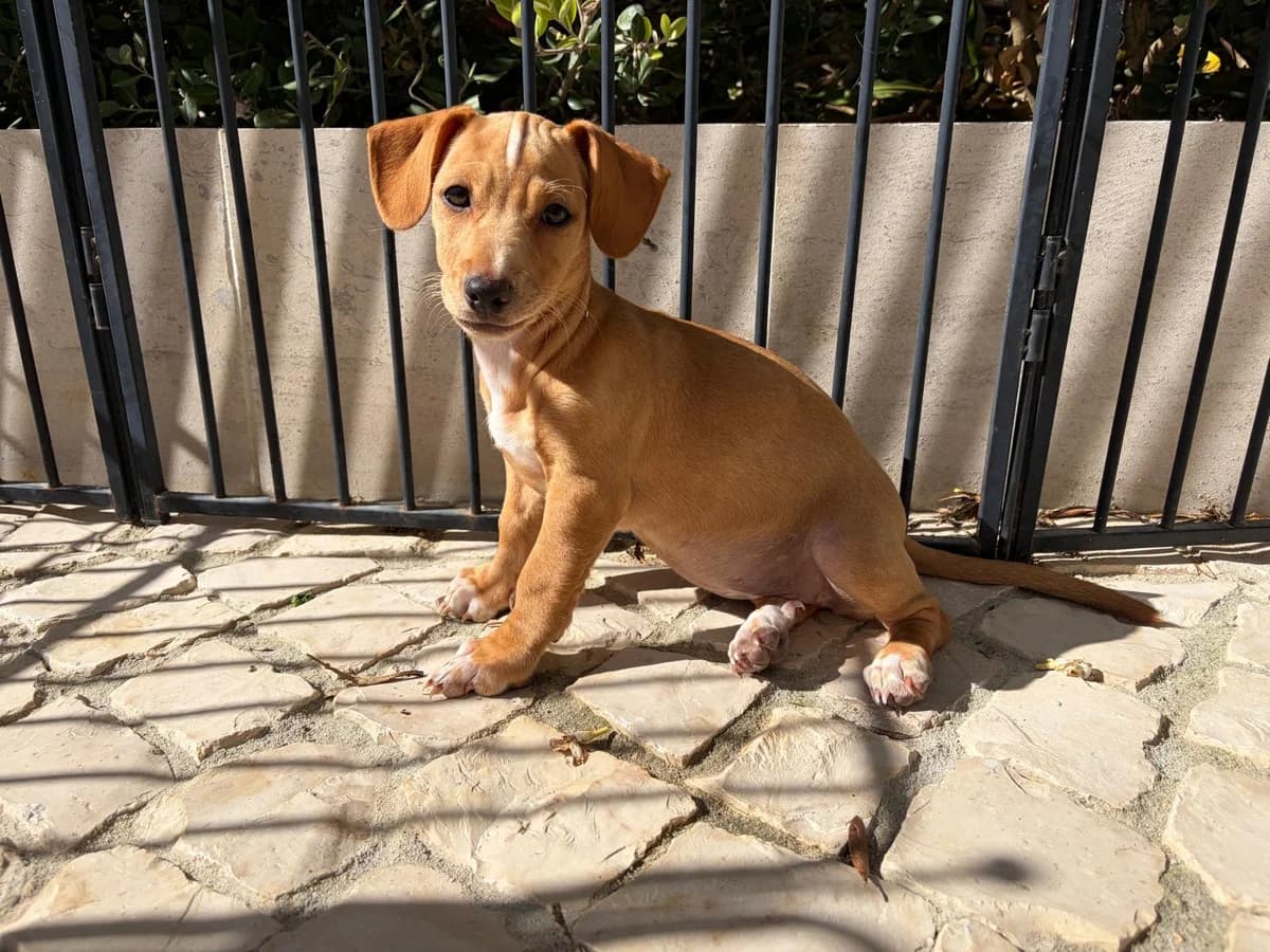 Sjuul, female puppy Mixed Breed for adoption at Stichting Puppy Rescue Team