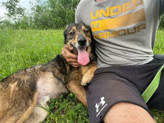 Amigo – herplaatser, male Galgo Español for adoption at Stichting Rescani, NL-wide