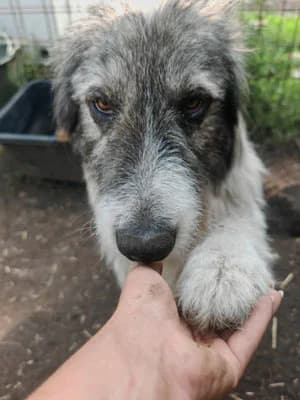 Appa, male Mixed Breed for adoption at Stichting Rescani, NL-wide