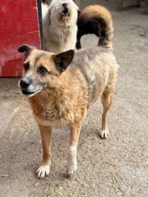 Blake, male senior Mixed Breed for adoption at Stichting Rescani, NL-wide