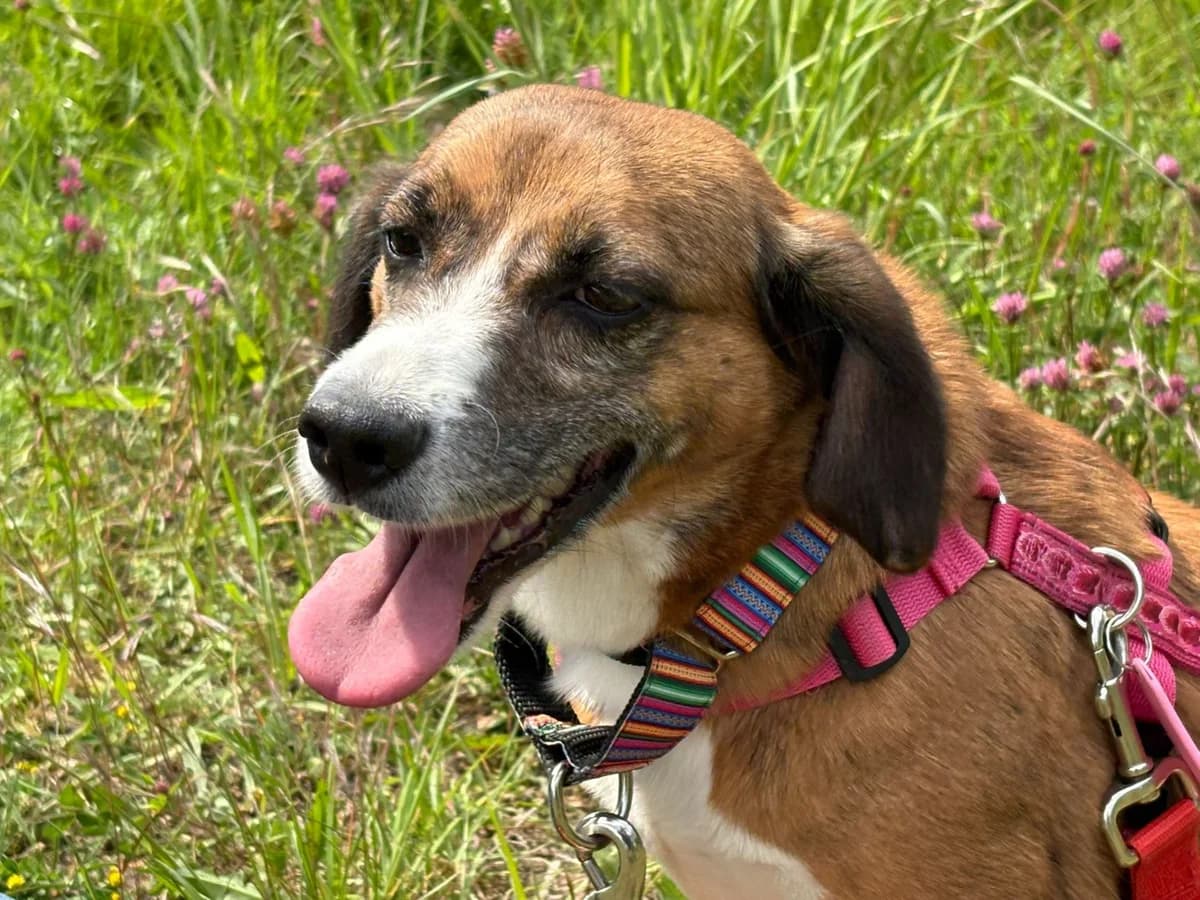 Andrea, Drie kleur female Beagle for adoption at Stichting Rijpickerwaard