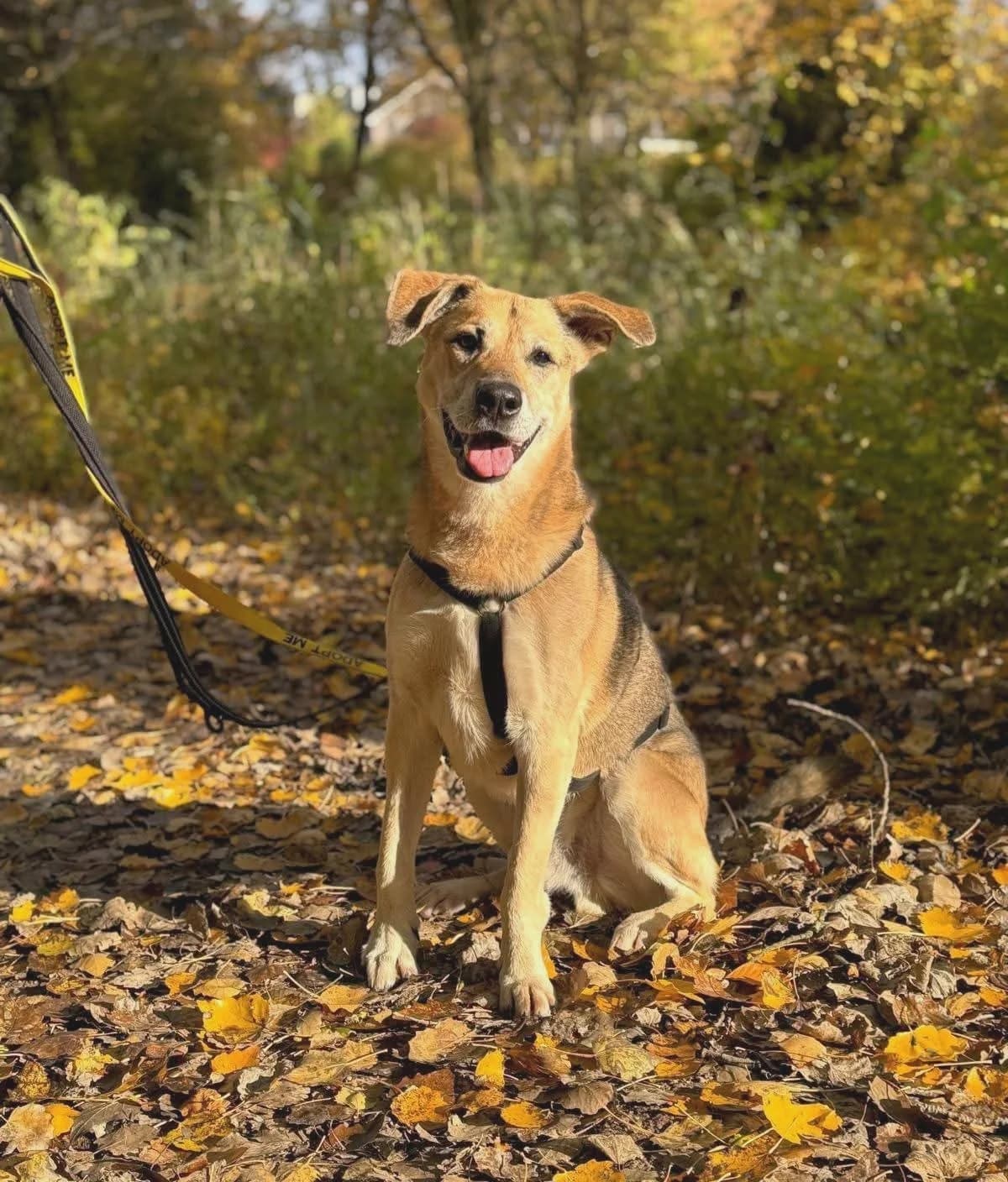 Angelo, Bruin/zwart male mixed breed for adoption at Stichting Rijpickerwaard