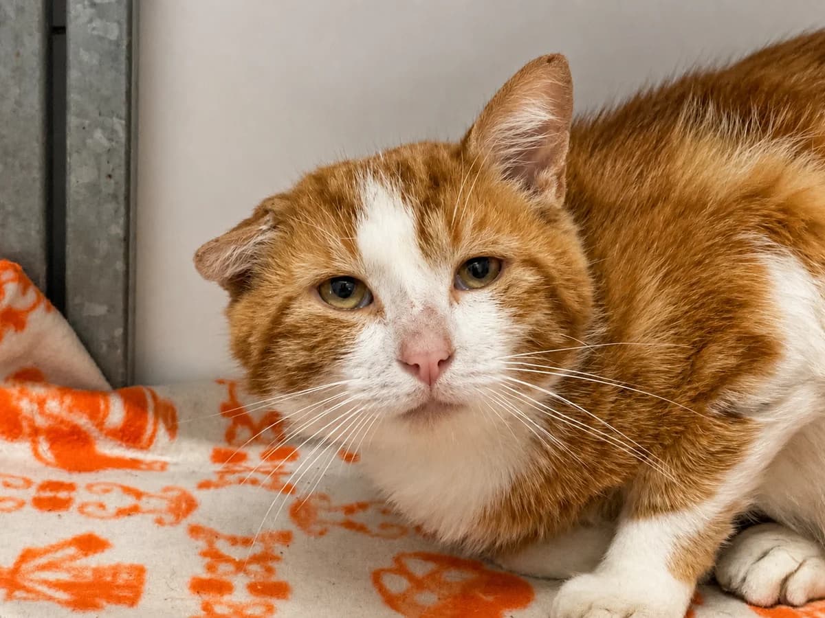 Balisto - Binnengekomen, Rood cyper/wit male European Shorthair for adoption at Stichting Rijpickerwaard, ST IJsselstein