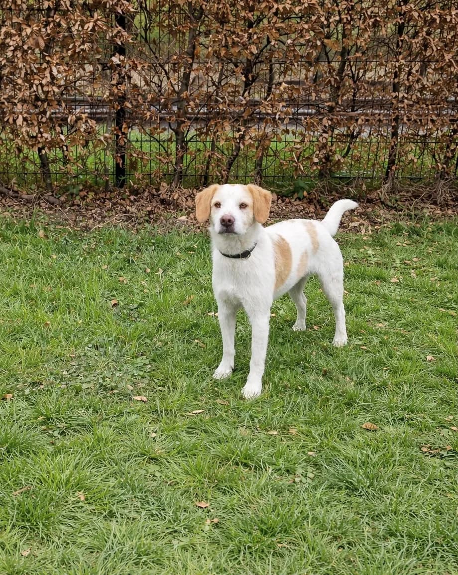 Ben- Gereserveerd, Wit/bruin male mixed breed for adoption at Stichting Rijpickerwaard