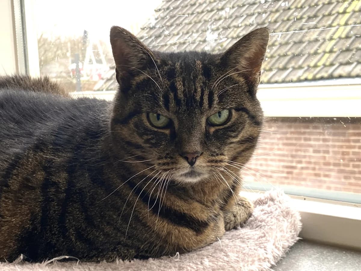 Binkie - Ik heb een baas, Grijs cypers female senior European Shorthair for adoption at Stichting Rijpickerwaard, ST IJsselstein