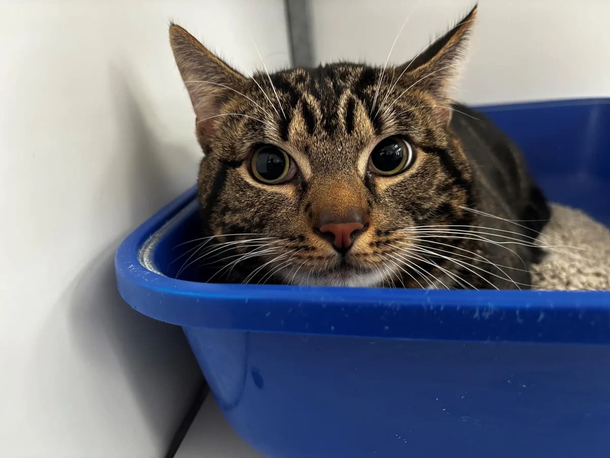 Binnengekomen - Marius, Grijs cypers/wit male European Shorthair for adoption at Stichting Rijpickerwaard, ST IJsselstein