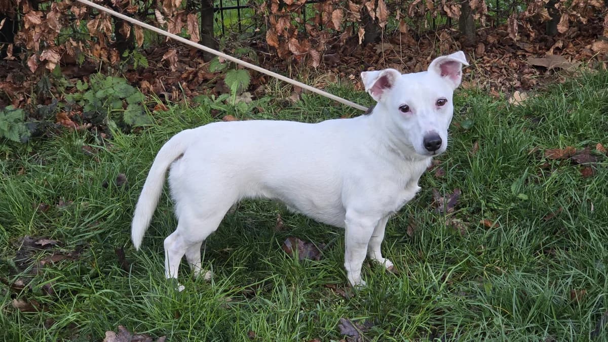 Blanca- Gereserveerd, Wit female mixed breed for adoption at Stichting Rijpickerwaard