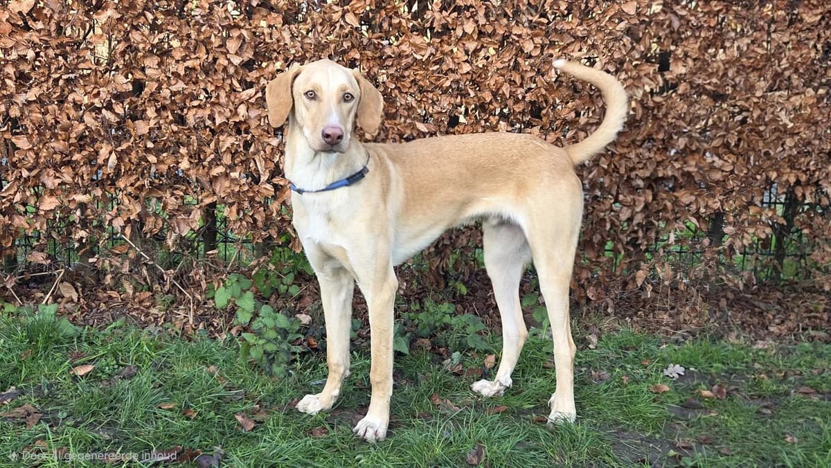 Bobby, Bruin/wit male Labrador Retriever for adoption at Stichting Rijpickerwaard