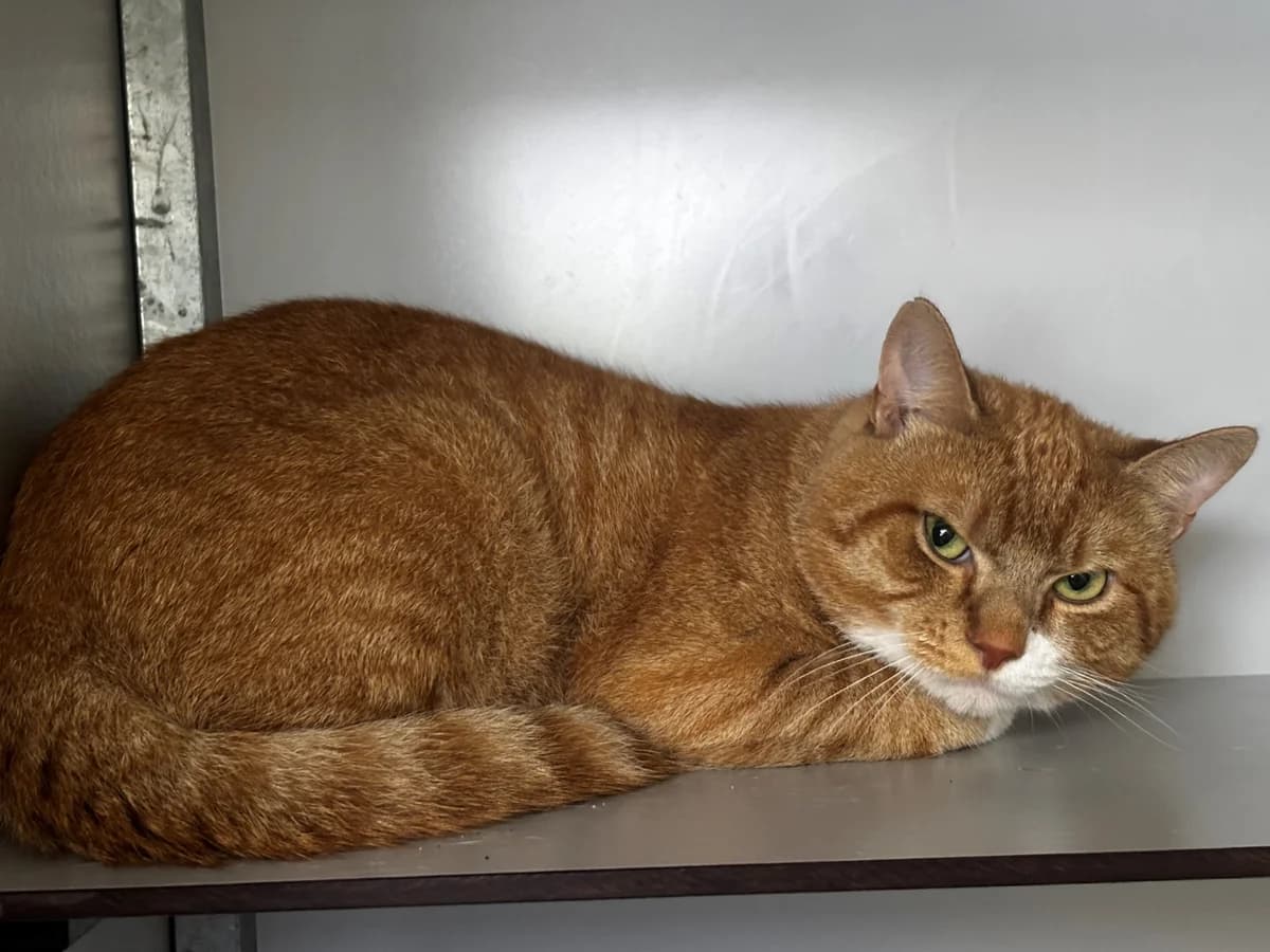 Boeffie - Binnengekomen, Rood cyper/wit male young European Shorthair for adoption at Stichting Rijpickerwaard, ST IJsselstein