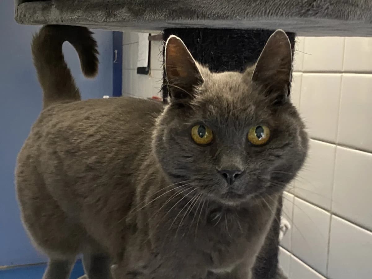 Bounty- Ik heb een baas, Blauwgrijs male European Shorthair for adoption at Stichting Rijpickerwaard