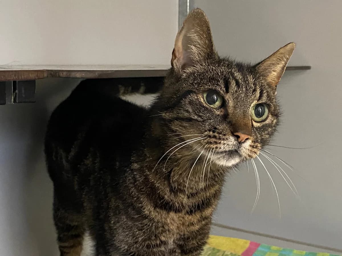 Elise, Grijs cypers female 5yo European Shorthair for adoption at Stichting Rijpickerwaard, ST IJsselstein