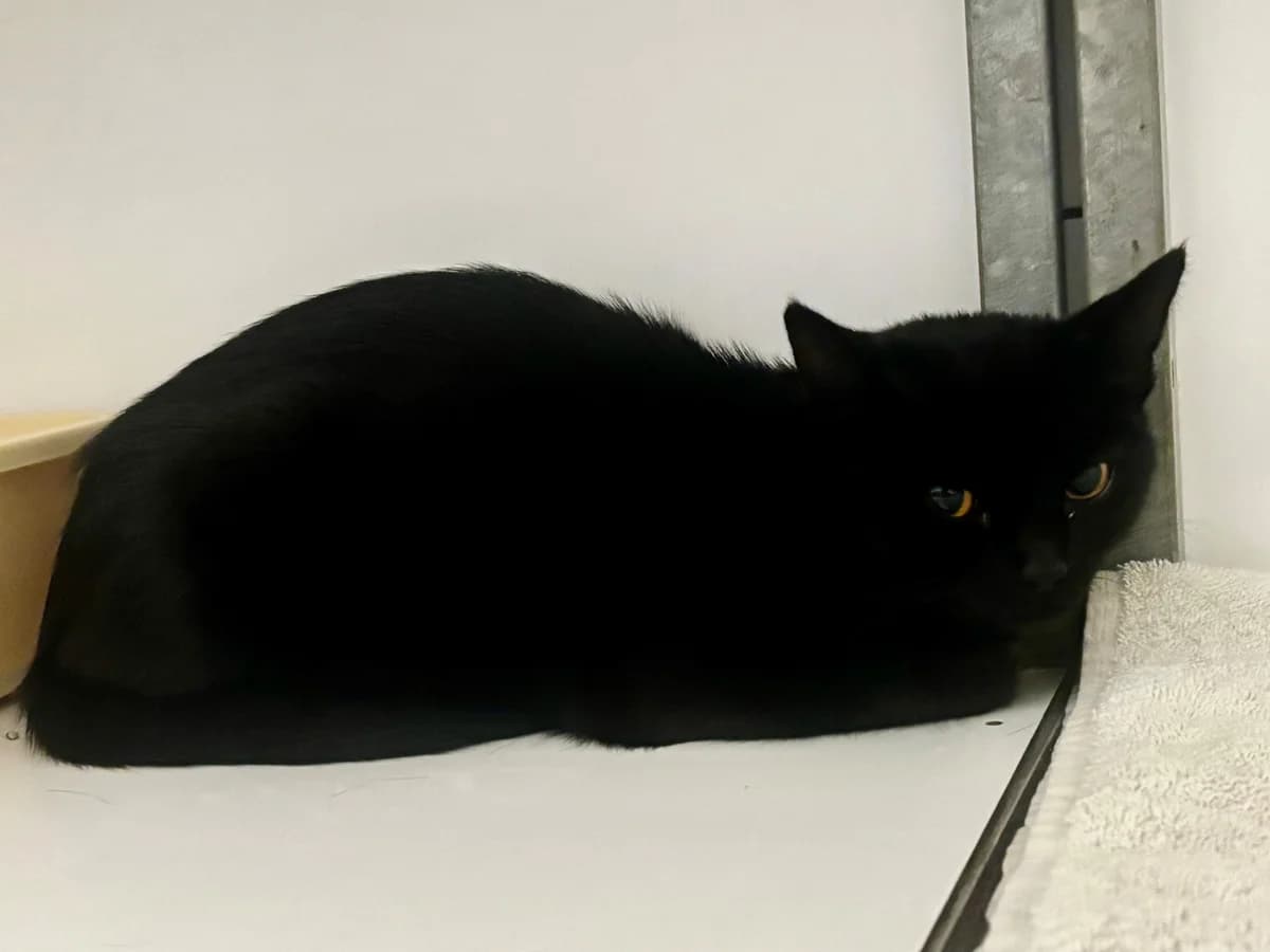 Elvira- Binnengekomen, Zwart female European Shorthair for adoption at Stichting Rijpickerwaard, ST IJsselstein