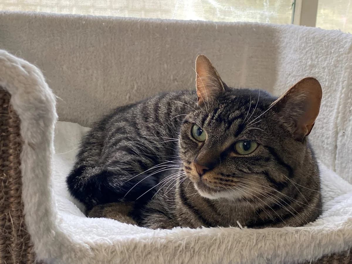 Guusje, Grijs cypers female 5yo European Shorthair for adoption at Stichting Rijpickerwaard, ST IJsselstein
