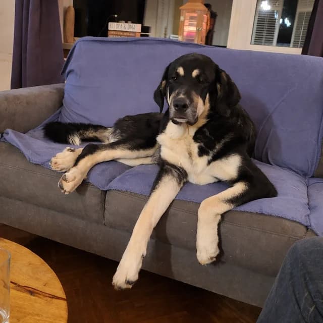 Coco - Ik heb een baas, Zwart/blond female mixed breed for adoption at Stichting Rijpickerwaard