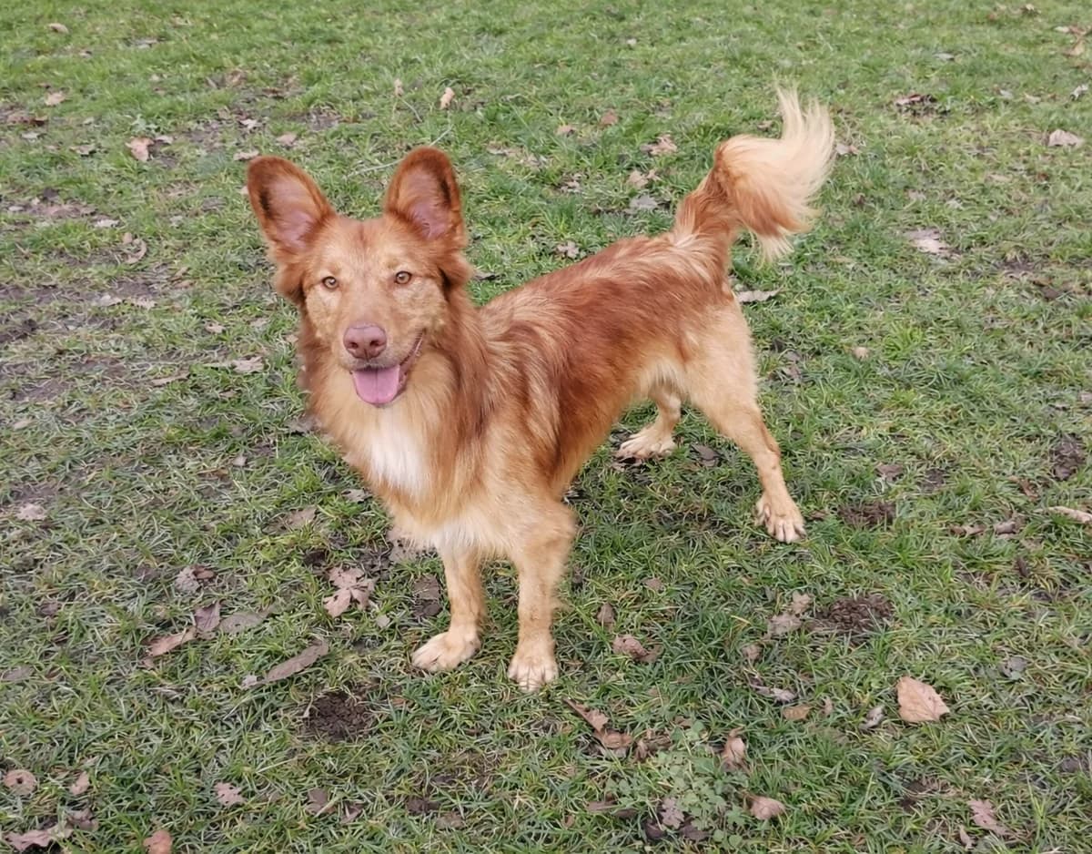 Jack - Gereserveerd, Bruin/wit male young mixed breed for adoption at Stichting Rijpickerwaard, ST IJsselstein