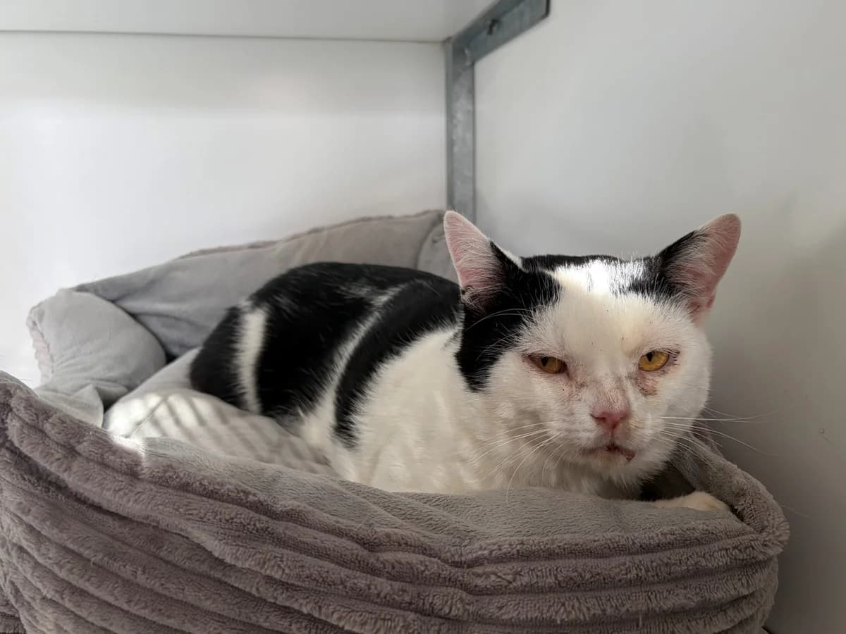 Jock - Binnengekomen, Zwart/wit (koe) male 5yo European Shorthair for adoption at Stichting Rijpickerwaard, ST IJsselstein