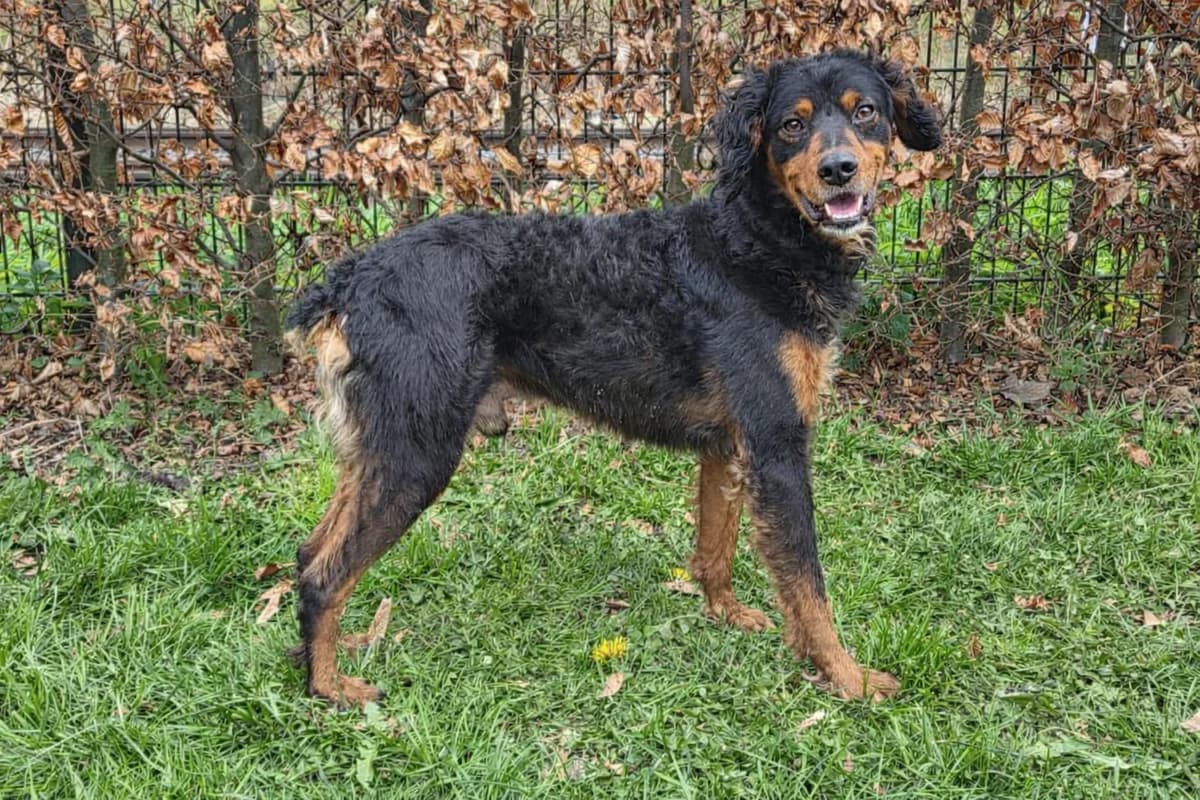 Linus, Zwart/bruin-wit male young mixed breed for adoption at Stichting Rijpickerwaard, ST IJsselstein