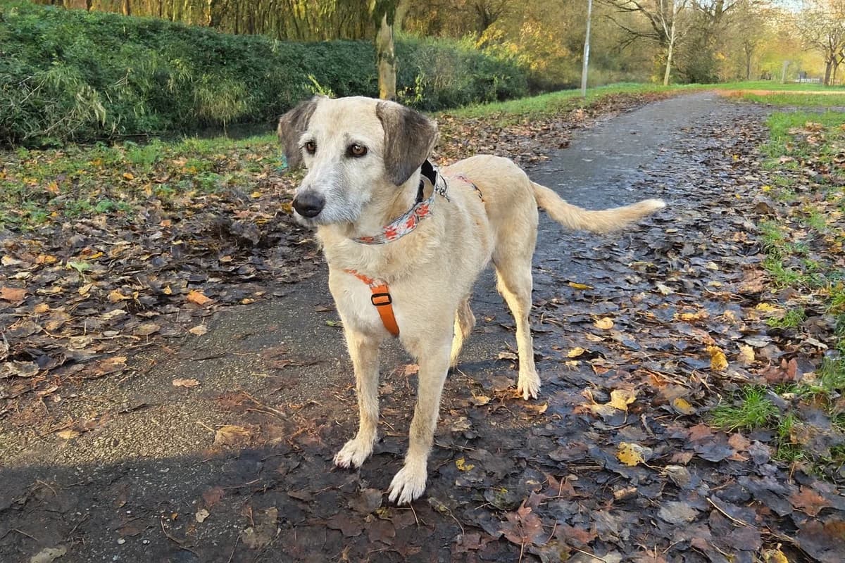 Lucia, Blond female mixed breed for adoption at Stichting Rijpickerwaard