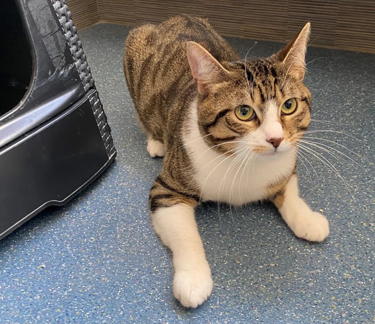 Luffy, Cypers/wit male young European Shorthair for adoption at Stichting Rijpickerwaard, ST IJsselstein