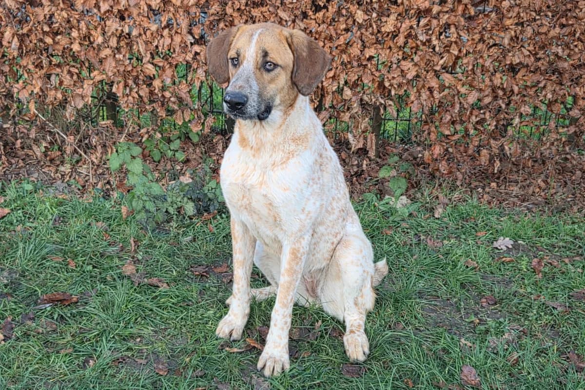 Nicola- Gereserveerd, Bruin/wit female young mixed breed for adoption at Stichting Rijpickerwaard, ST IJsselstein