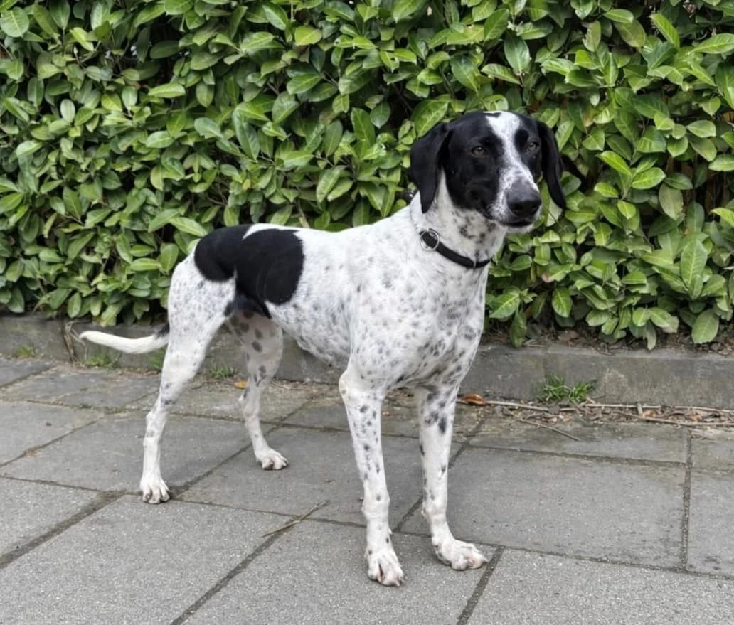 Pandora, Wit/zwart female Pointer for adoption at Stichting Rijpickerwaard