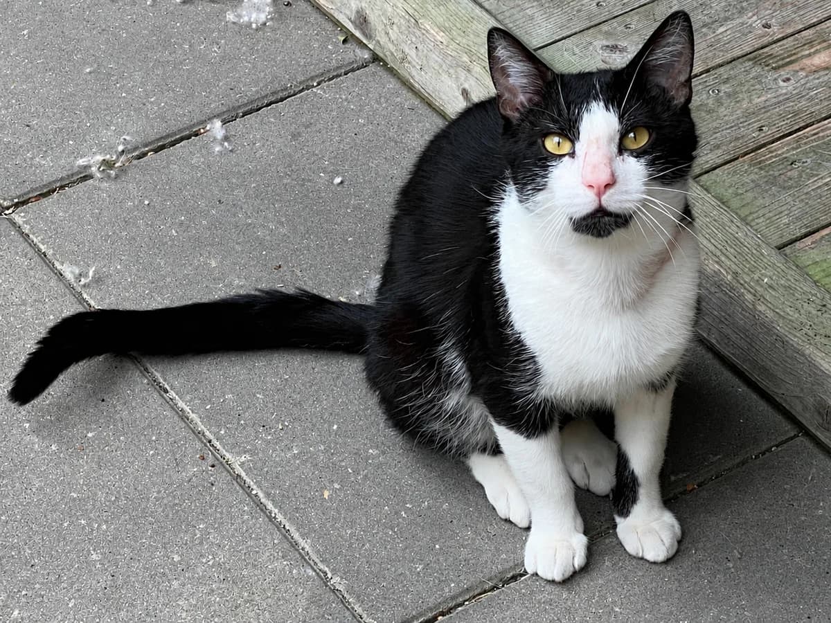 Pipo - Ik heb een baas, Zwart/wit male young European Shorthair for adoption at Stichting Rijpickerwaard, ST IJsselstein