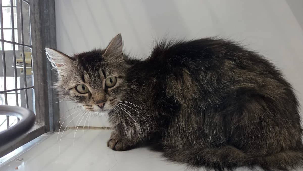 Saffier, Grijs cypers female young European Shorthair for adoption at Stichting Rijpickerwaard, ST IJsselstein