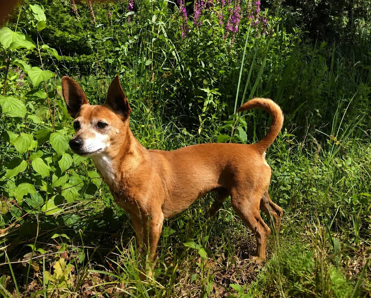Tintin, Bruin male 3yo Podenco for adoption at Stichting Rijpickerwaard, ST IJsselstein