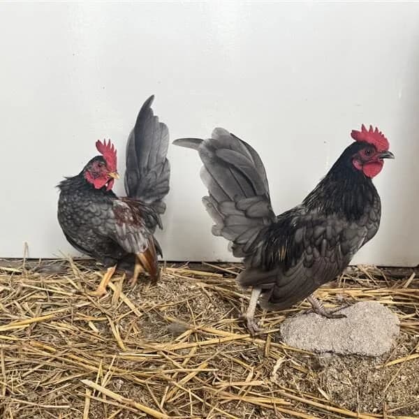 Adoptiepagina: Chili & Oregano, male mixed breed for adoption at ROZE Eindhoven