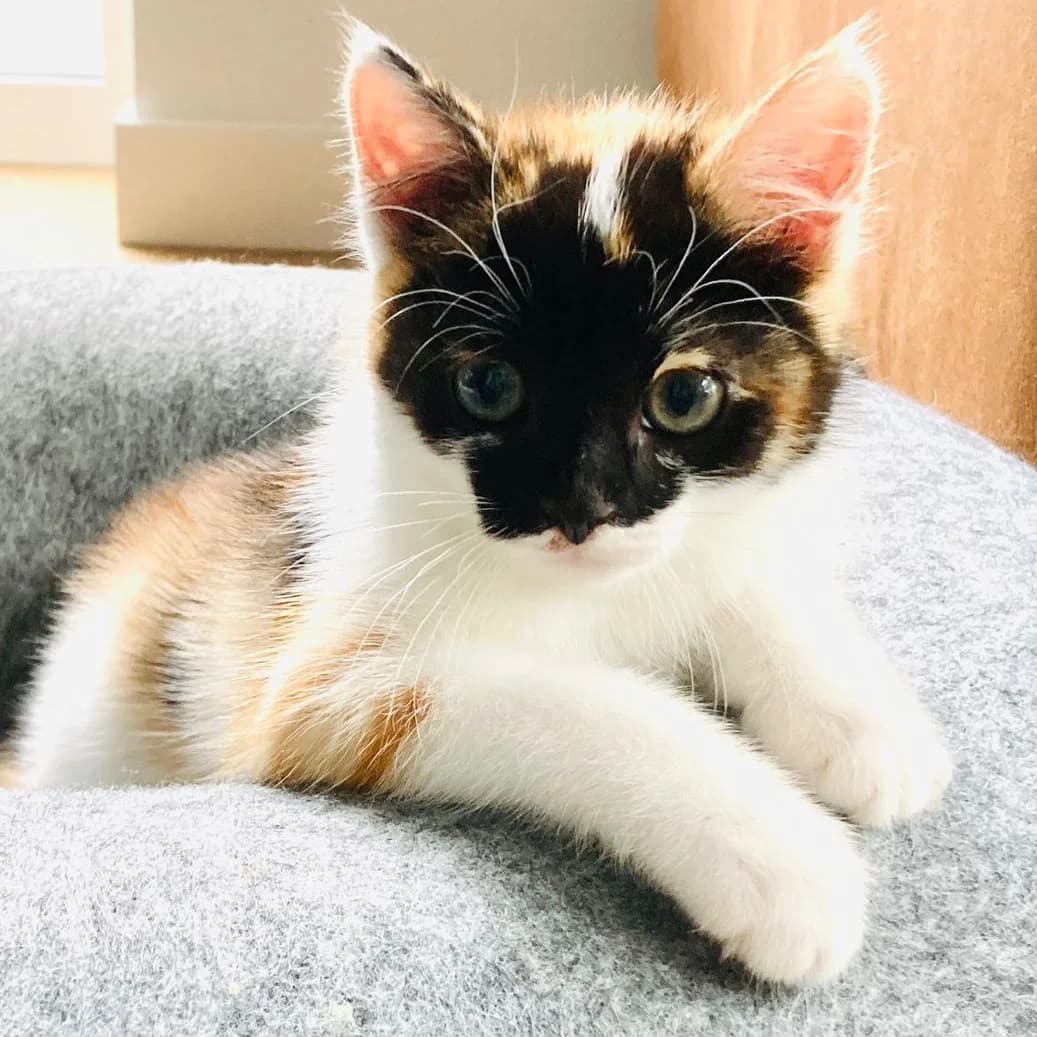 Adoptiepagina, female puppy European Shorthair for adoption at ROZE Eindhoven