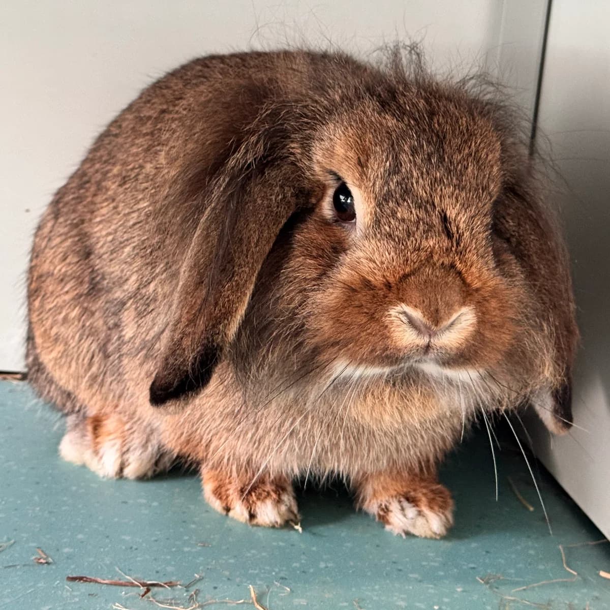 Adoptiepagina, mixed breed for adoption at ROZE Eindhoven