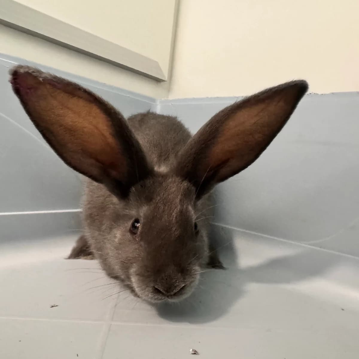 Adoptiepagina, mixed breed for adoption at ROZE Eindhoven