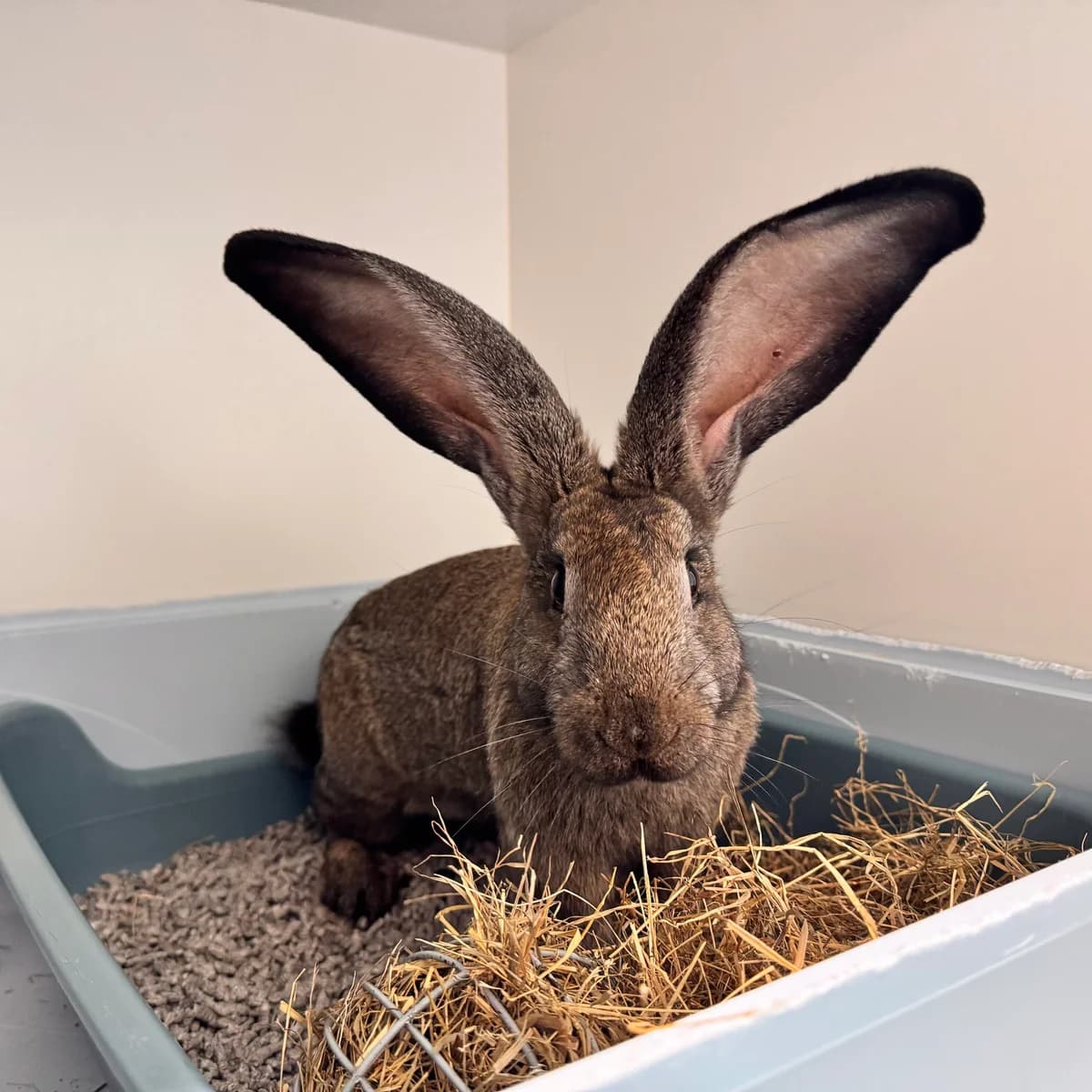 Adoptiepagina, mixed breed for adoption at ROZE Eindhoven