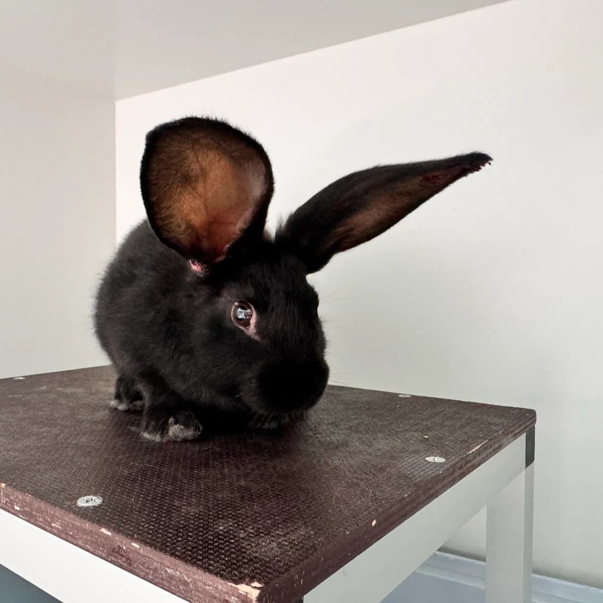 Adoptiepagina, mixed breed for adoption at ROZE Eindhoven