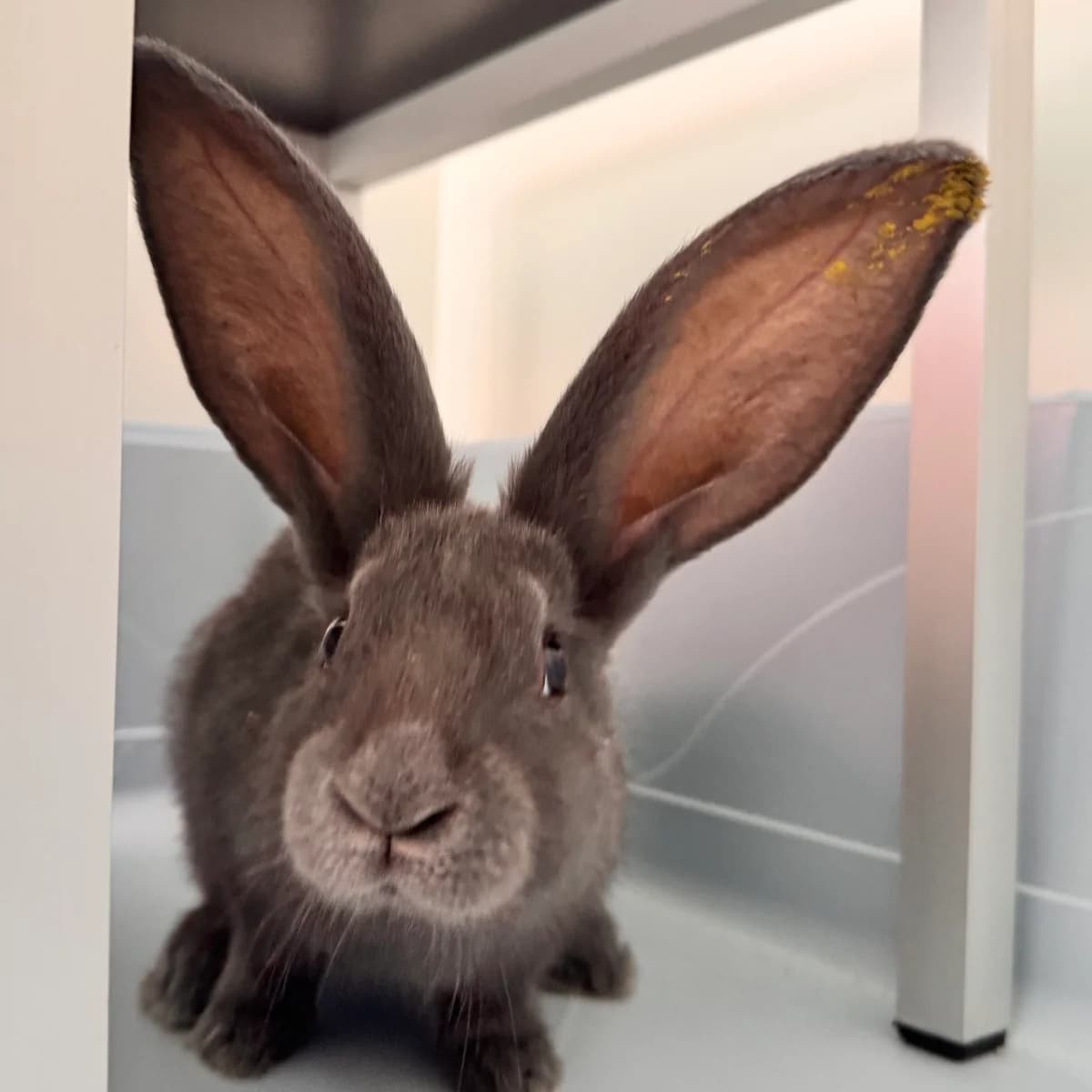 Adoptiepagina, mixed breed for adoption at ROZE Eindhoven