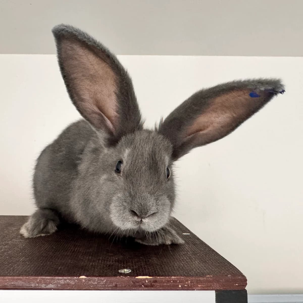 Adoptiepagina, mixed breed for adoption at ROZE Eindhoven
