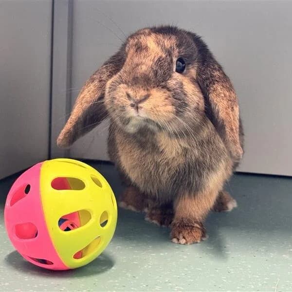 Adoptiepagina, mixed breed for adoption at ROZE Eindhoven
