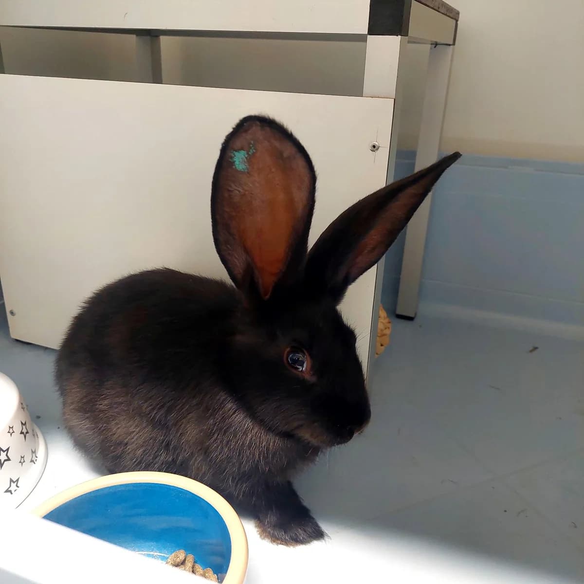 Adoptiepagina, mixed breed for adoption at ROZE Eindhoven