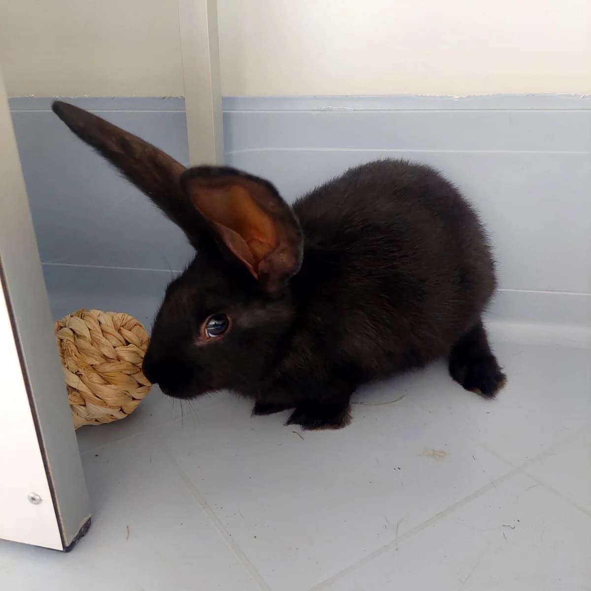 Adoptiepagina, mixed breed for adoption at ROZE Eindhoven