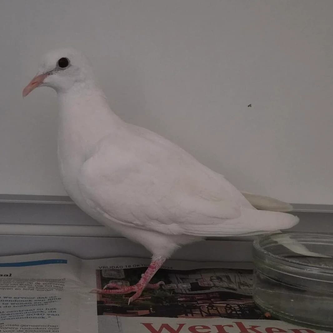 Adoptiepagina, mixed breed for adoption at ROZE Eindhoven