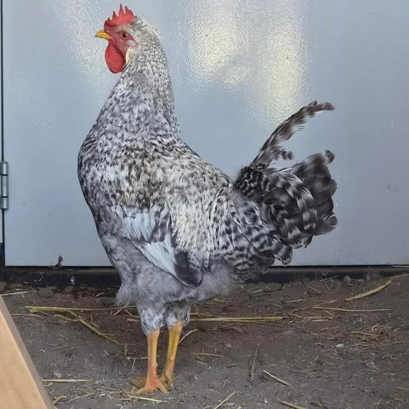 Adoptiepagina, mixed breed for adoption at ROZE Eindhoven