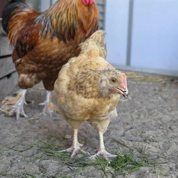 Adoptiepagina, mixed breed for adoption at ROZE Eindhoven