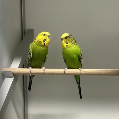 Speedy & Gonzalez, mixed breed for adoption at ROZE Eindhoven
